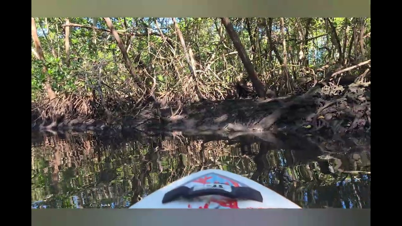 Paddleboarding at 📍James A. RRutherford park South Florida