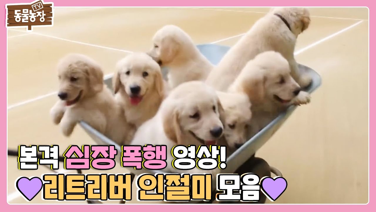 [SUB] ※심쿵 주의※ 관리자가 보고 싶어서 만든 리트리버 인절미 모음집♥ #TV동물농장 #AnimalFarm #SBSstory