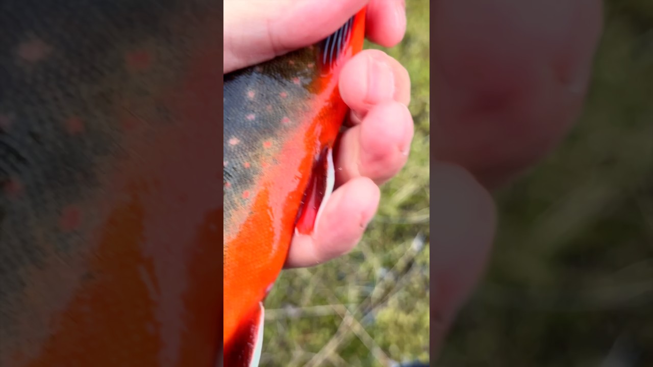 Der sch&ouml;nste Fisch von Norwegen - oder der Welt?! Attischer Saibling #angeln #norwegen #saibling