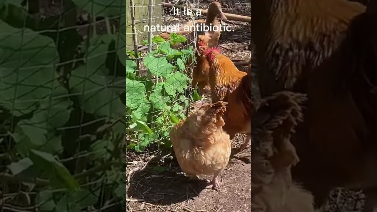 Chickens Eating Nasturtium and Why It&rsquo;s Good For Them