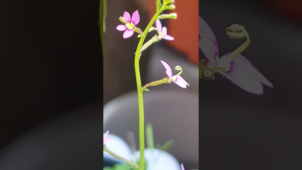 Stylidium debile! feat. Carnivorous plant! Insect-eating plant! #garden #flowers #beautiful #cute #꽃