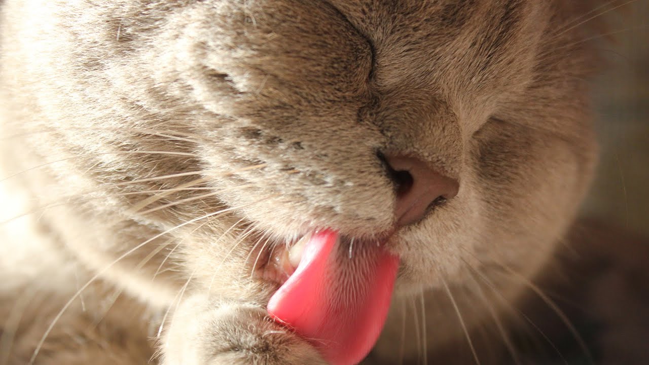 Cat Music🎵 Calming Music for Cats Home Alone | Separation Anxiety Relief & Sleep Aid 🐱