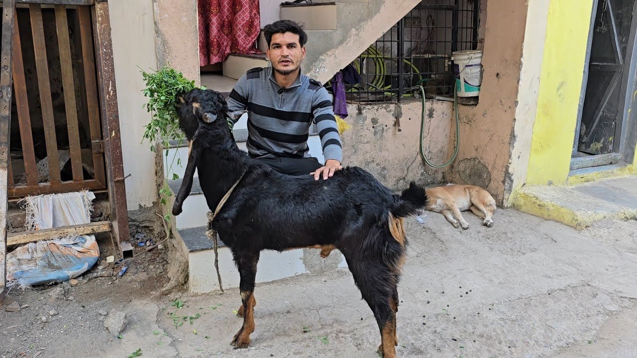 Kota, Barbari, Hyderabadi and Yemeni at Aurangabad Maharashtra 