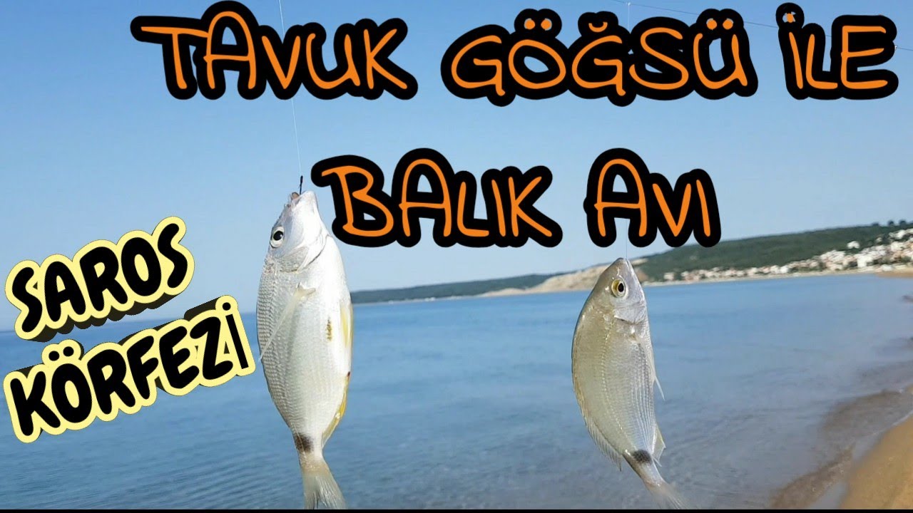 Tavuk etiyle balık avı - SAROS BALIK AVI | Tavuk göğsü ile balık tutmak - Erikli Sahili Balık Avı