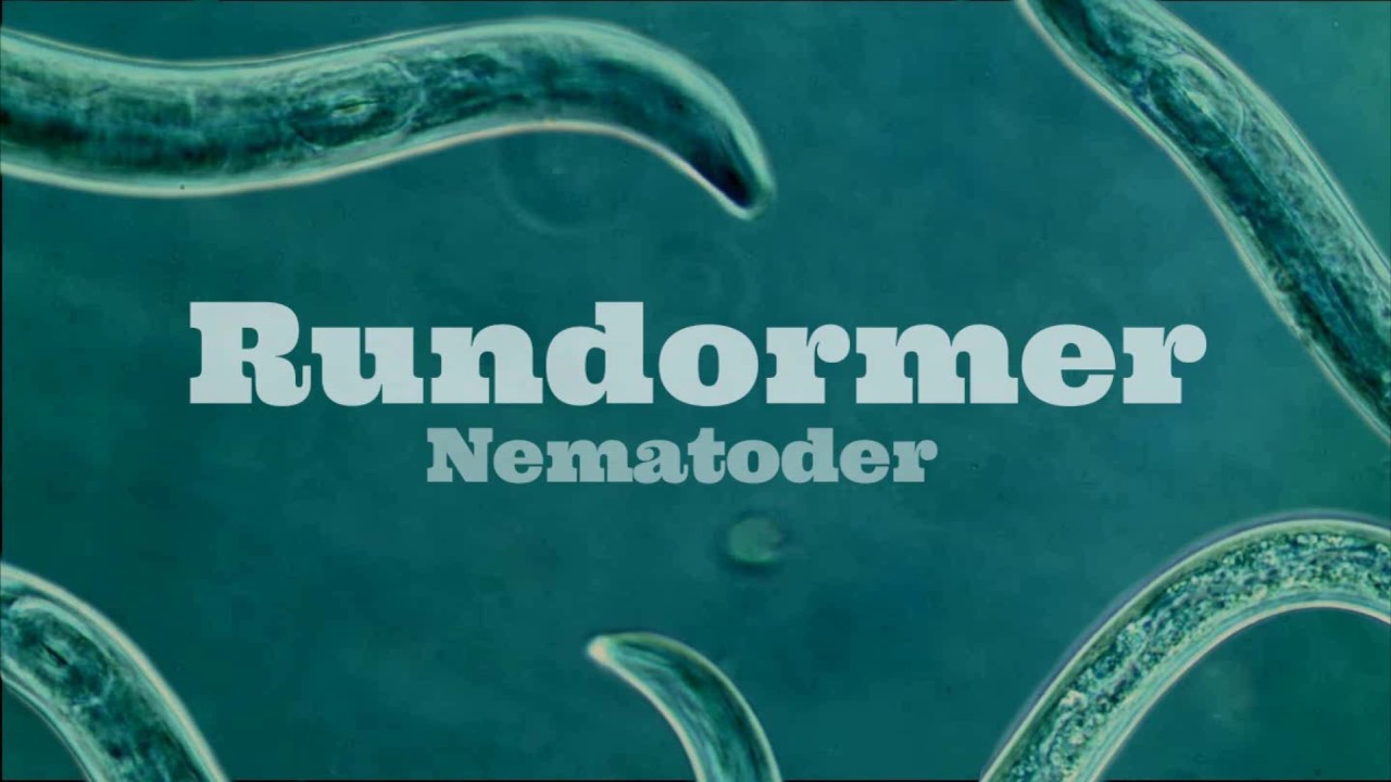 Hva er Rundormer? Nematoder Under Et Mikroskop  - Nematologi Norge