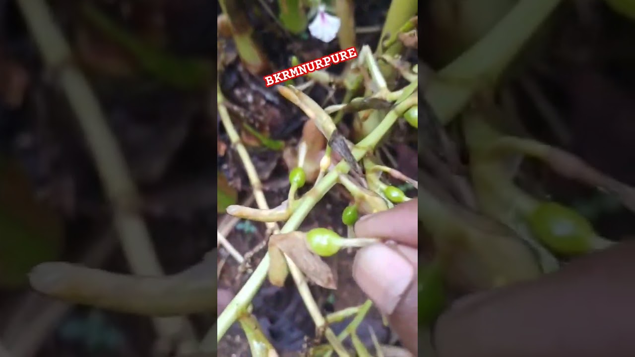 #Greencardamom