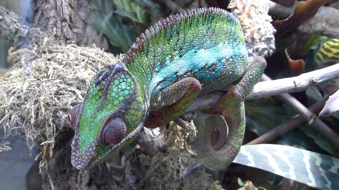 das Chameleon