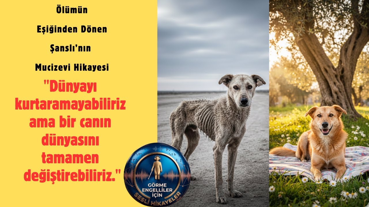Ankara’nın Ayazından Seferihisar’ın Güneşi’ne.. Ölümün Eşiğinden Dönen Şanslı’nın Mucizevi Hikayesi