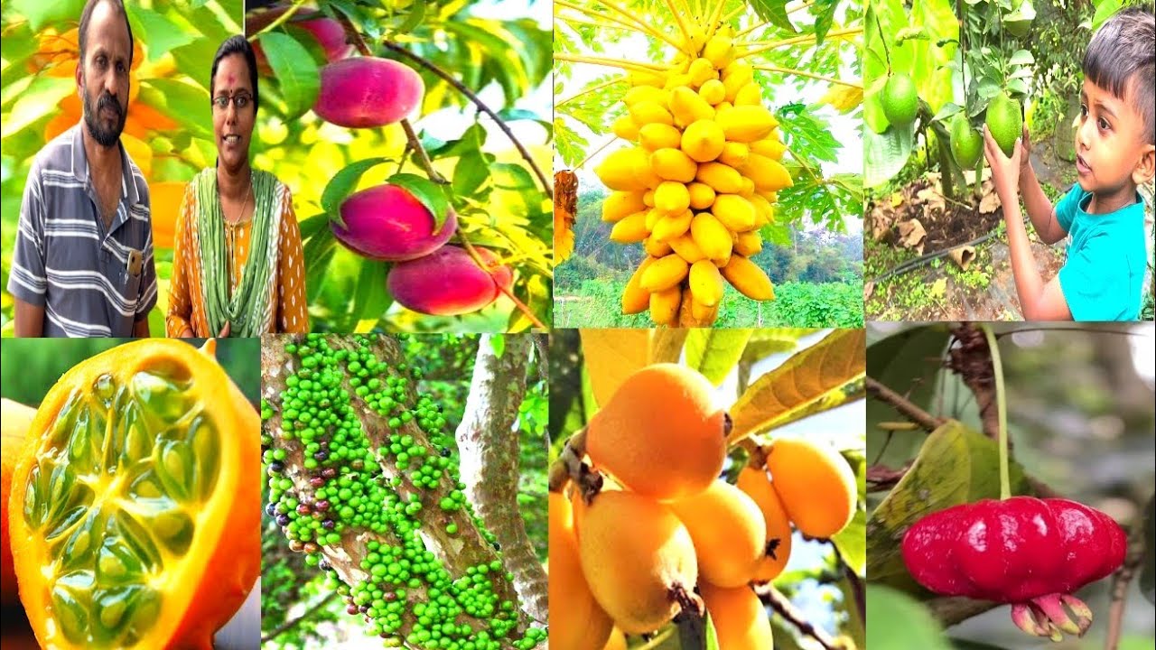 wayanad 1000 കണക്കിന് Exotic Fruits കായ്ച്ചുനിൽക്കുന്ന സൂപ്പർ ഫാം |Exotic Fruit Farm Sale kerla 2023