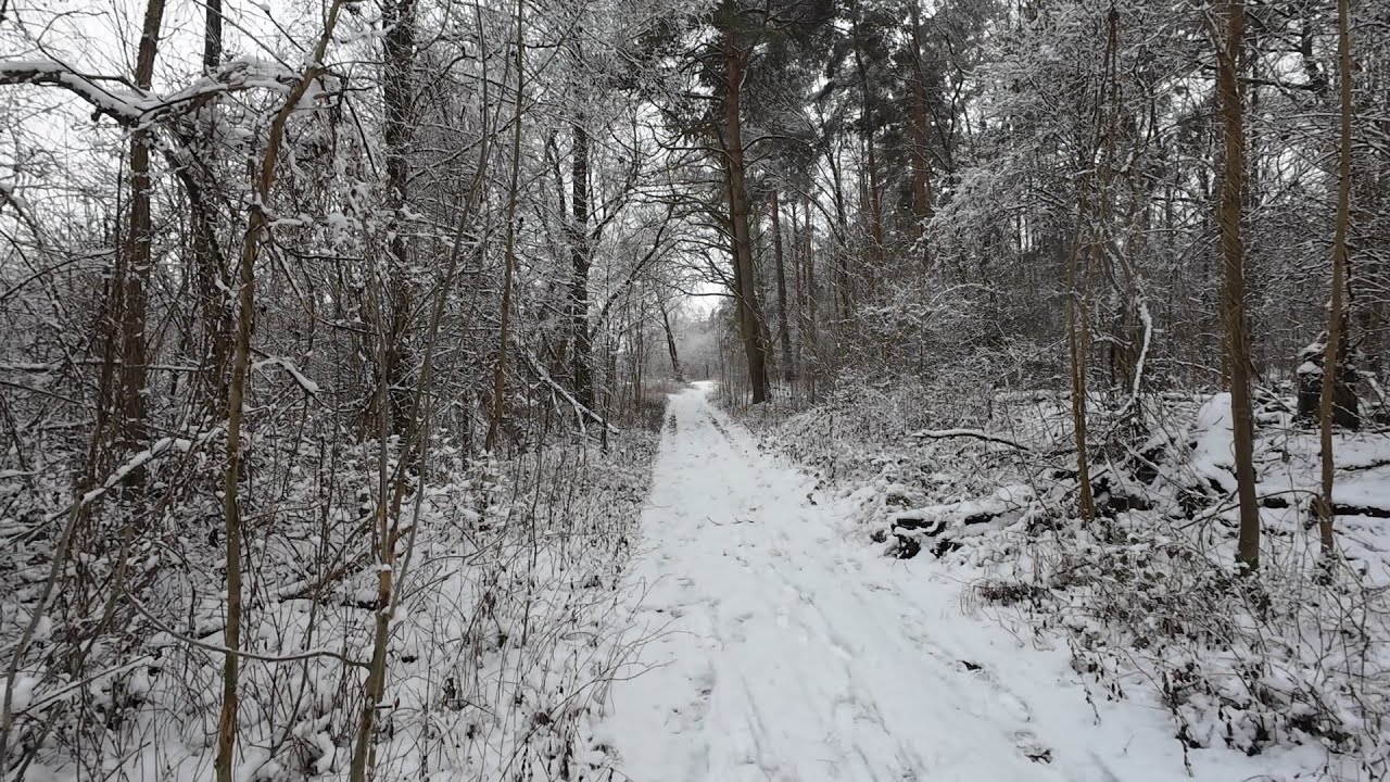 Im Schnee, der Natur auf der Spur