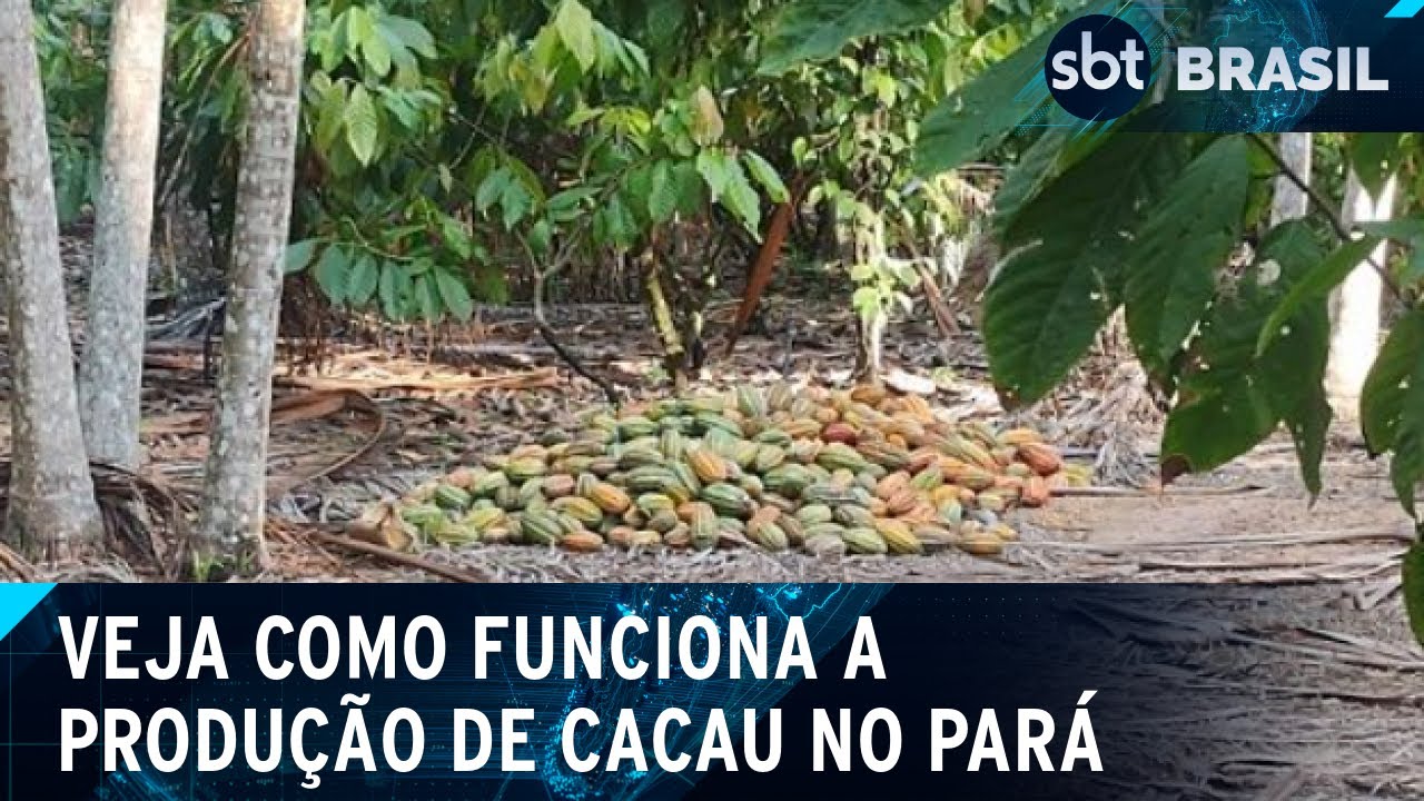 Pará é o maior produtor de cacau do Brasil | SBT Brasil (18/09/24)