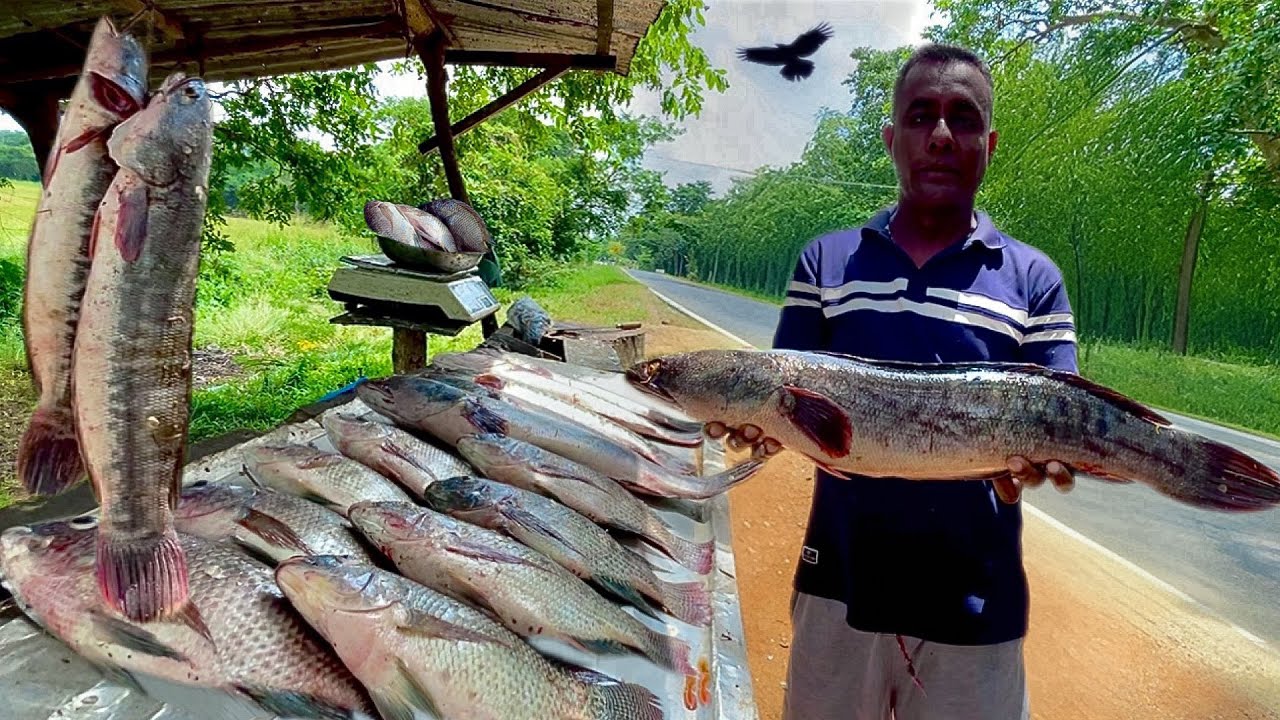 Huge Catch! Rural Fisherman Deliver Giant Fish to the Market!