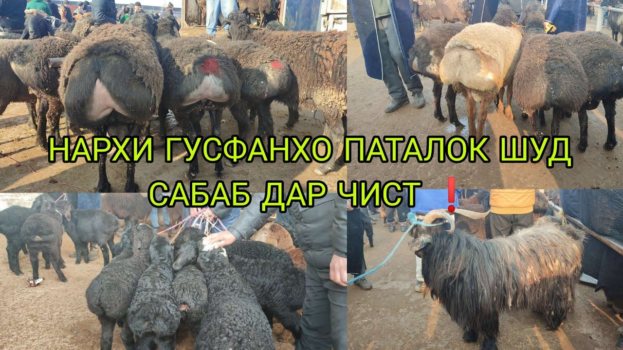 ГУСФАНДИ 15 ХАЗОР СОМОНА 😱 ГӮСФАНД БОЗОРИ Н ДУСТИ 