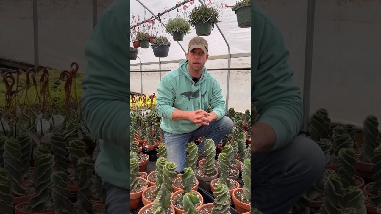 Cereus forbesii 'Spiralis'