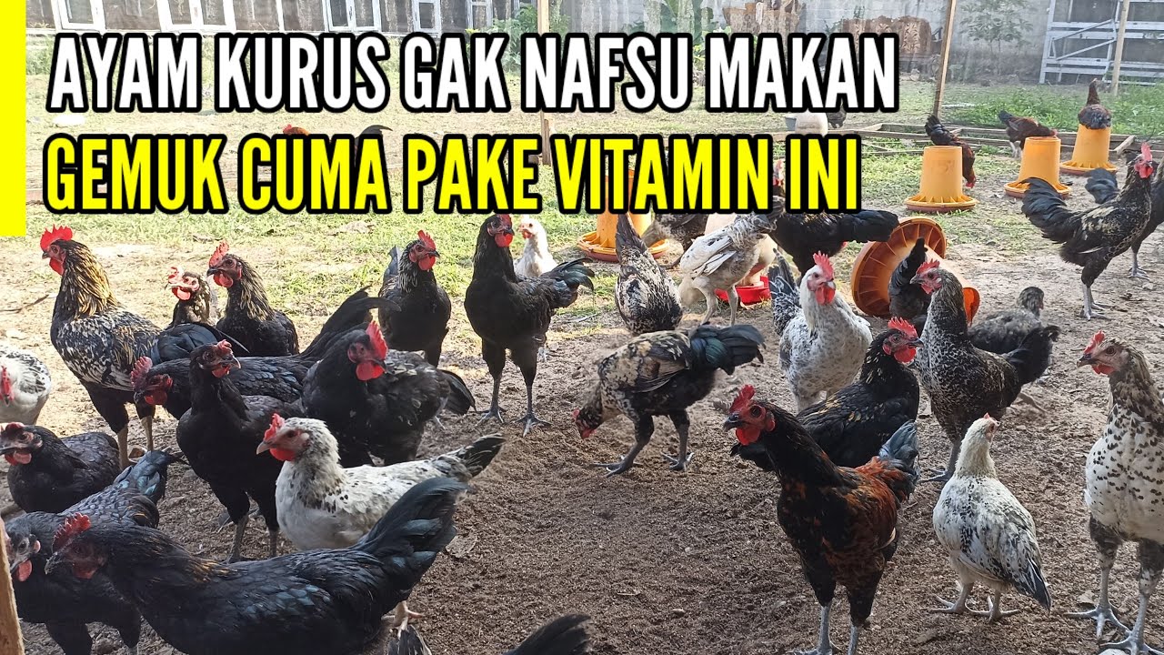 CARA MUDAH TERNAK AYAM - BISA DITINGGAL MUDIK LEBARAN !!