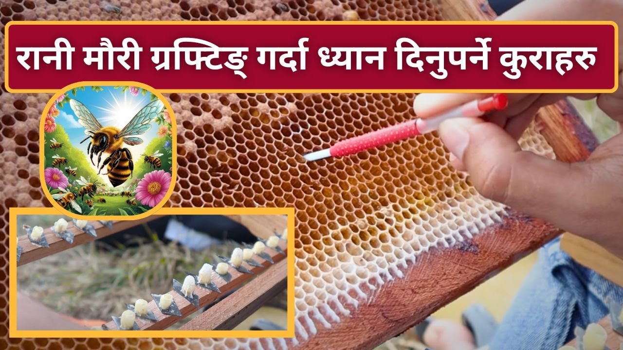 रानी मौरी ग्रफ्टिङ् गर्दा ध्यान दिनुपर्ने कुराहरु के के रहेछन त ? 