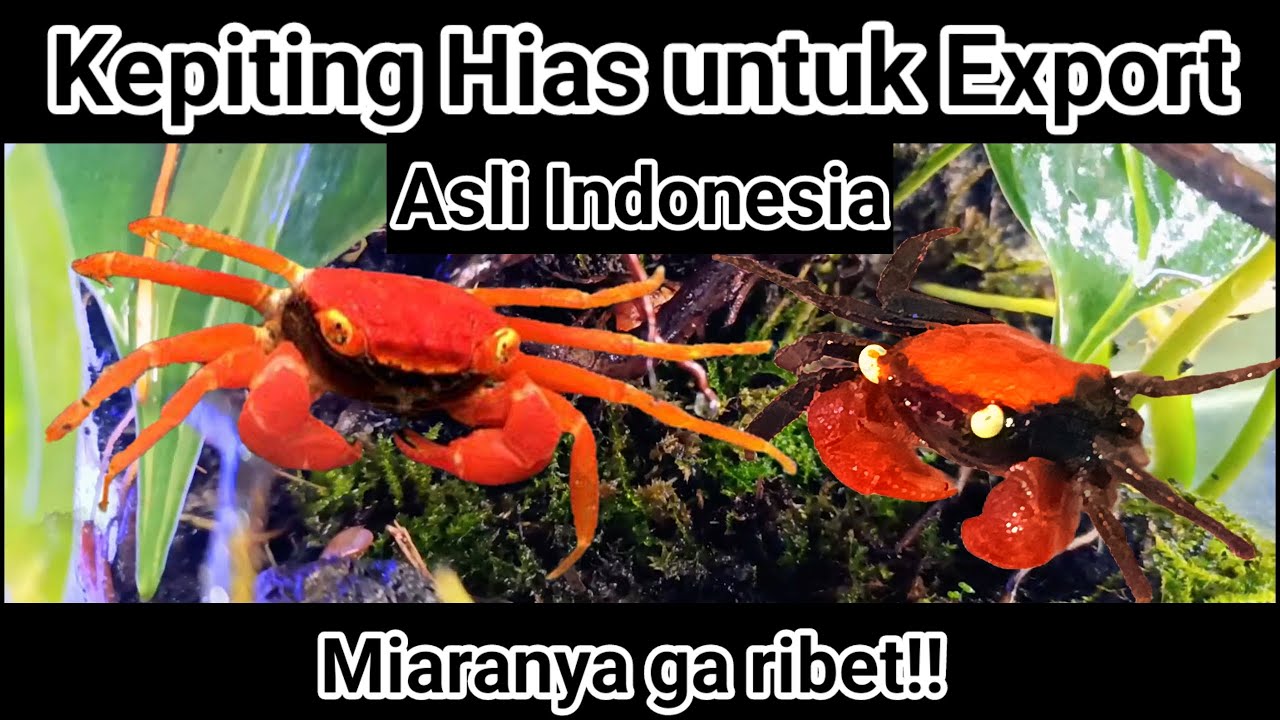 Kepiting hias untuk export dari Indonesia || panduan pemeliharaan || vampire crab