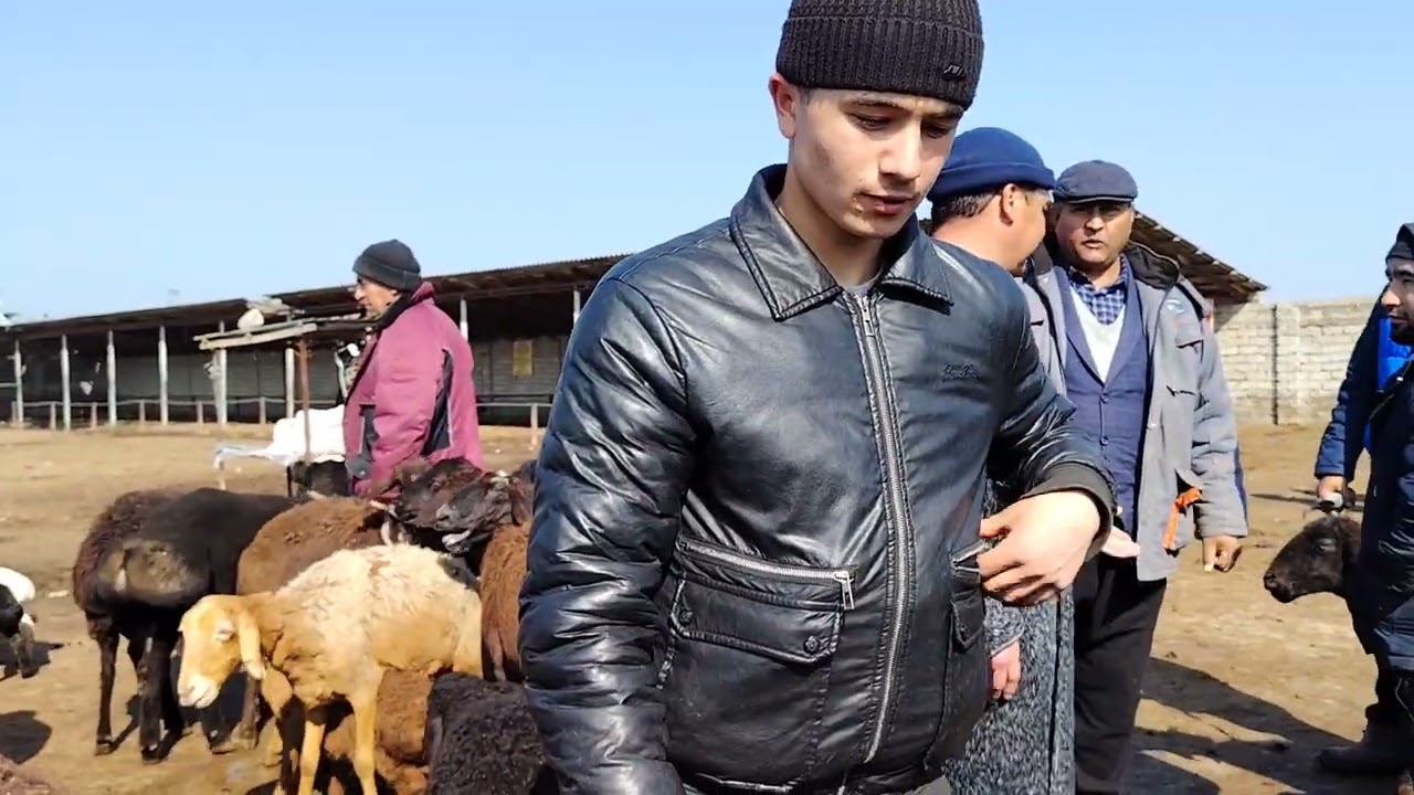 13.03.2026.SIRDARYO TUMANIDAGI QO'Y NARXLARI 