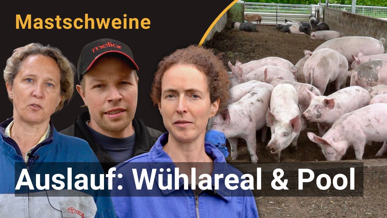 Auslaufgestaltung bei Bio-Mastschweinen optimieren: Wühlareal, Abkühlung und Raufutter