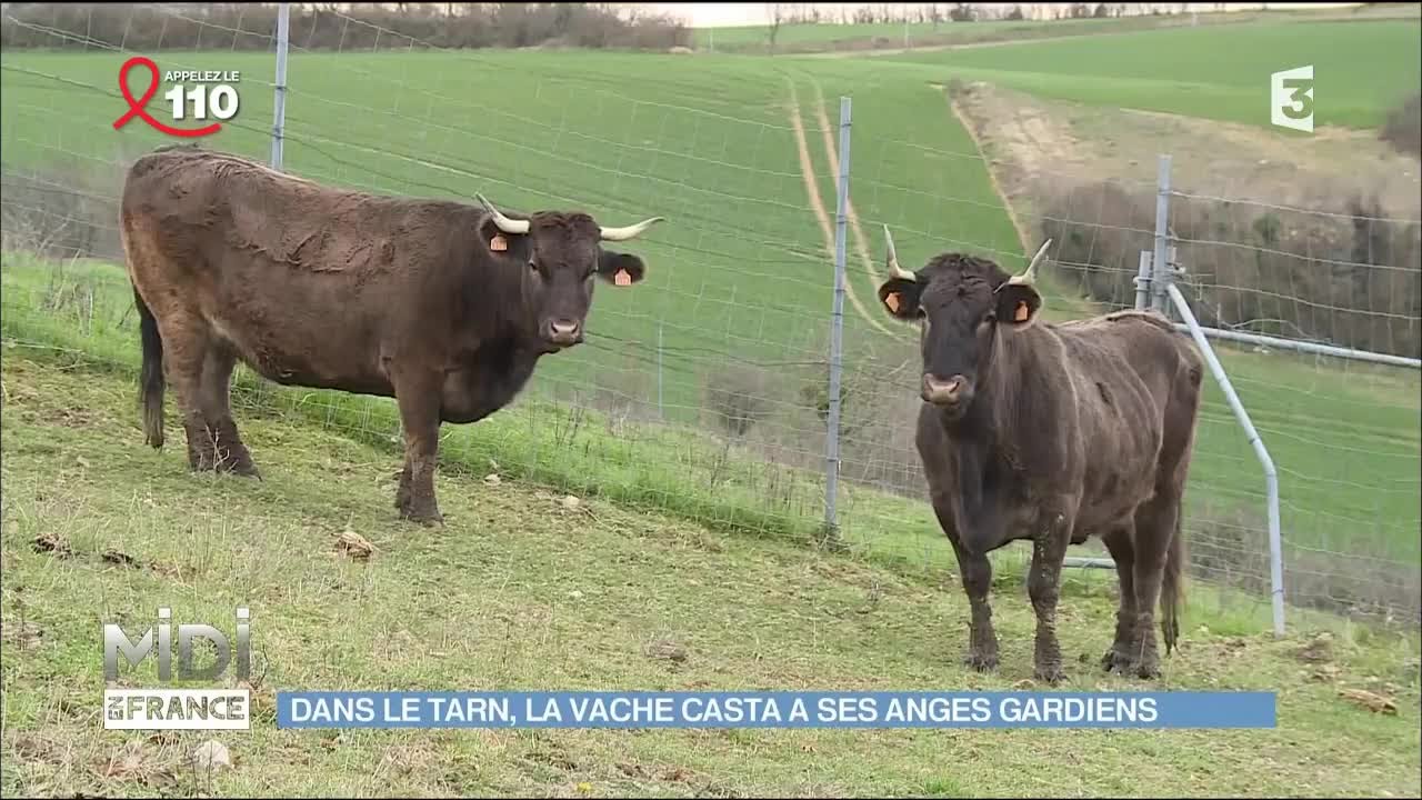 Dans le Tarn, la sauvegarde de la race Casta