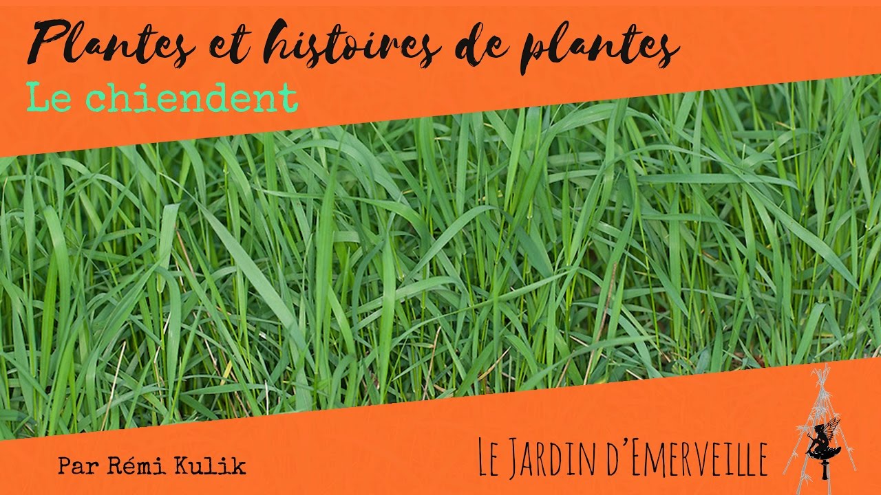 Plantes et histoires de plantes : le chiendent