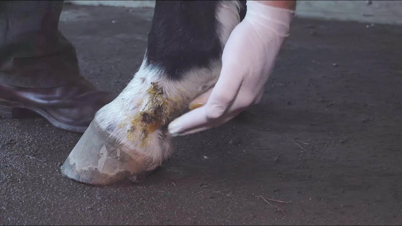 Treating Mud Fever on the horse's heels with Mānuka honey