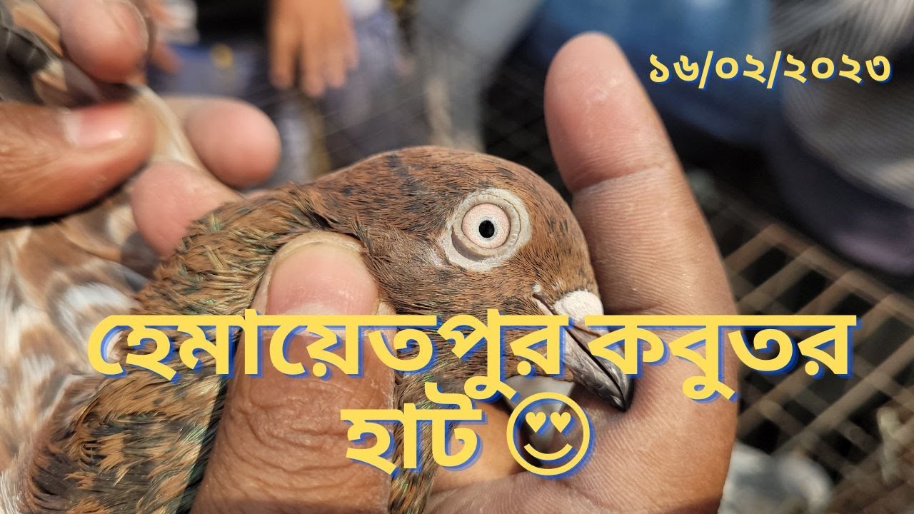 হেমায়েতপুর কবুতর হাট 😍 | Miraj Pigeon