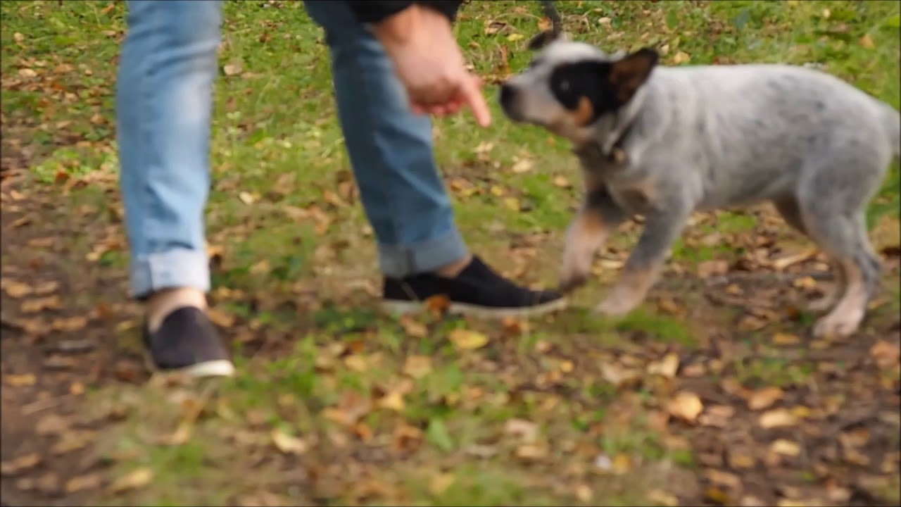 Dingostar Happy Henrieta-australian cattle dog