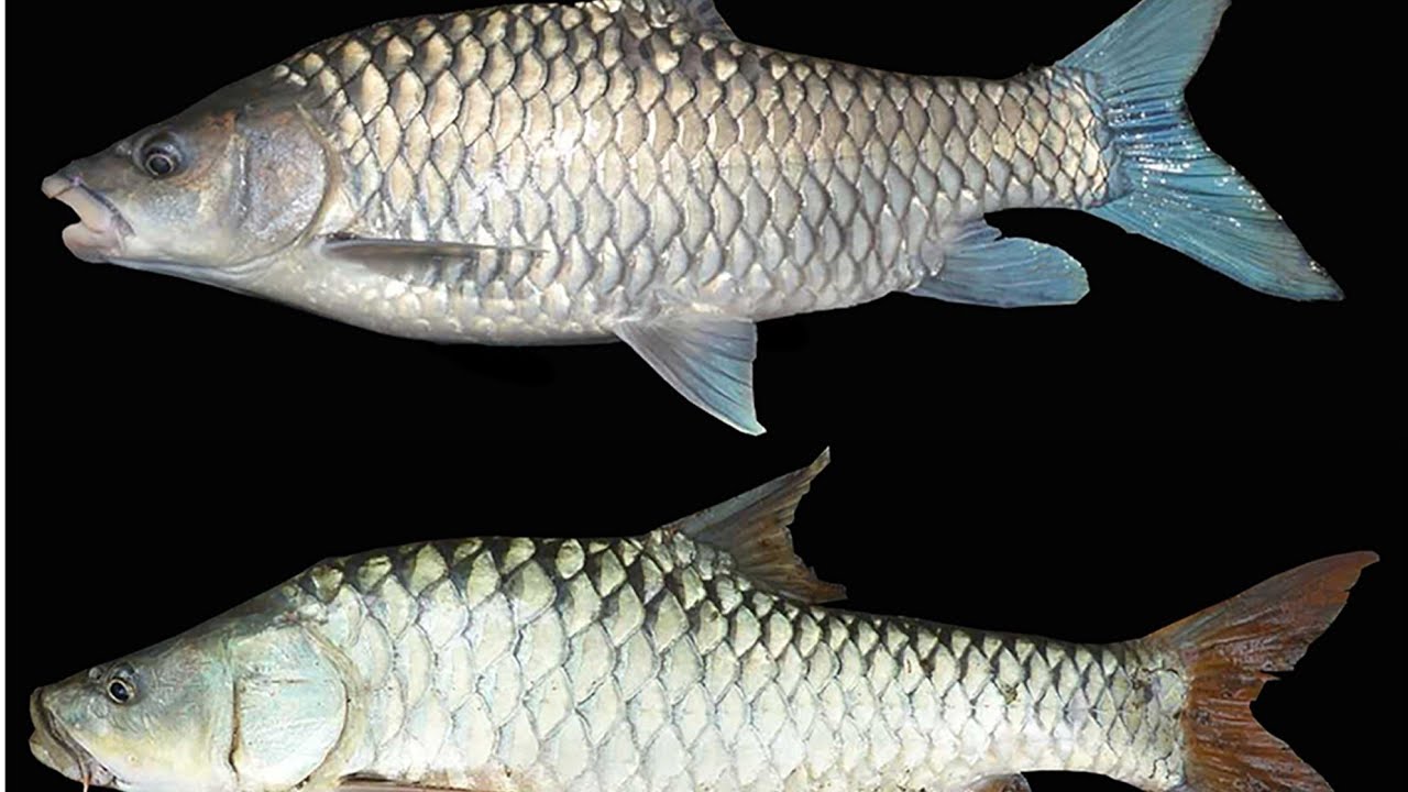 GALO traditional Fishing