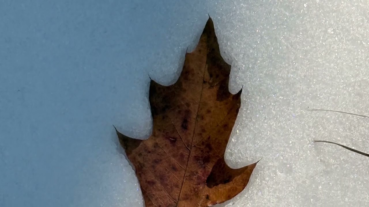 Framed By ICE
