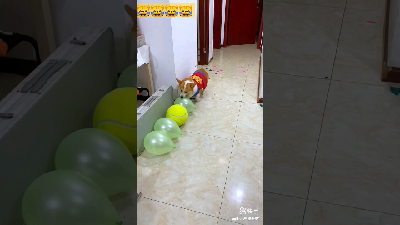 dog is playing with baloon #pets #viral #shorts #dogshorts #youtubeshorts #birds #salmankhan #tiger3