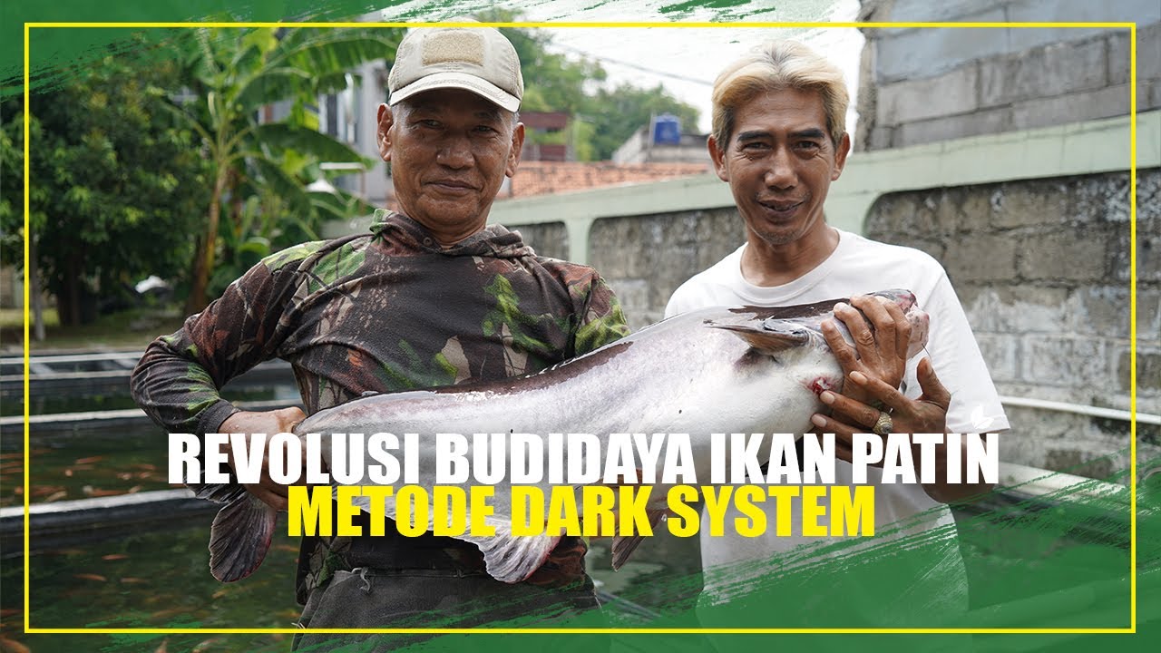 RAHASIA BUDIDAYA IKAN PATIN SUPER CEPAT DENGAN METODE DARK SYSTEM