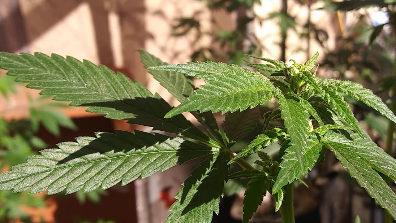 POLLEN SACKS In in between the PISTILS, Sour Diesel making feminized pollen