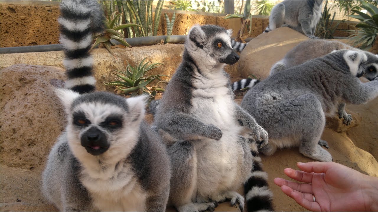 Tenerife 2012. Jungle- and Monkey Park.