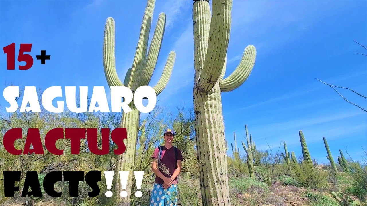 15 FUN FACTS About the FAMOUS SAGUARO CACTUS, Saguaro National Park, Sonoran DESERT, AZ