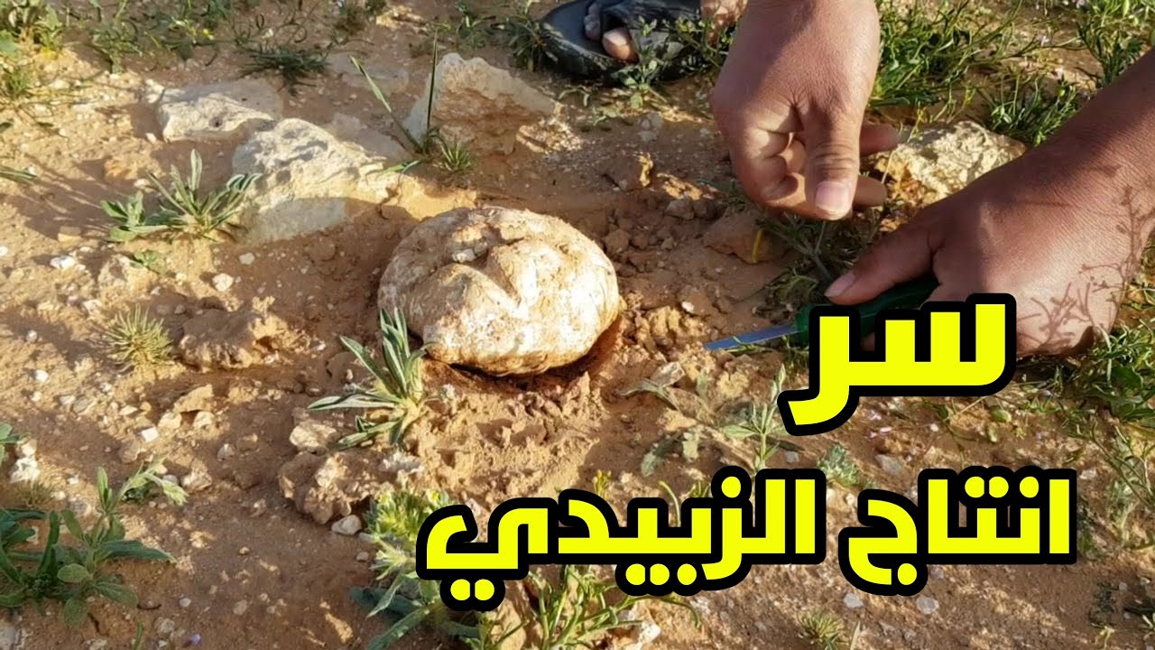 هل بالامكان انتاج الزبيدي وانواع الفطر 👍🏼