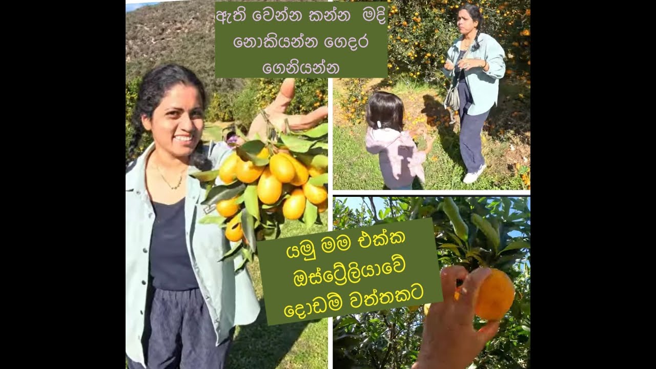 ඕස්ට්‍රේලියාවේ දොඩම් වත්තකට යමුද?