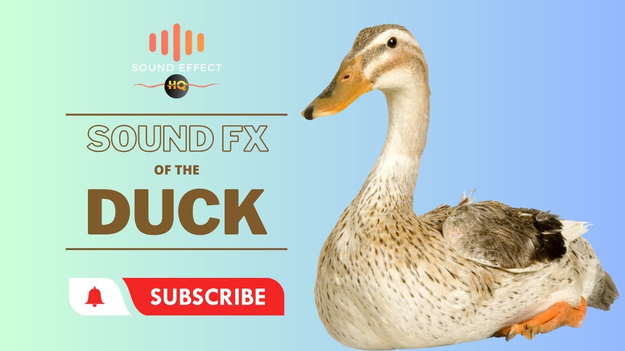 DUCK - Sound Effect HQ