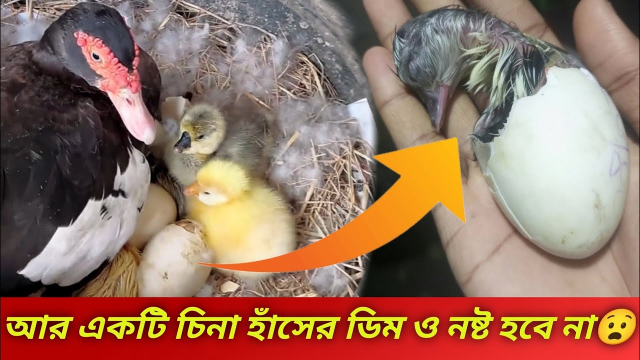 আর একটি চিনা হাঁসের ডিম ও নষ্ট হবে না😱/সহজে চিনা হাঁসের ডিম থেকে বাচ্চা ফোটানোর উপায়। #birdlife