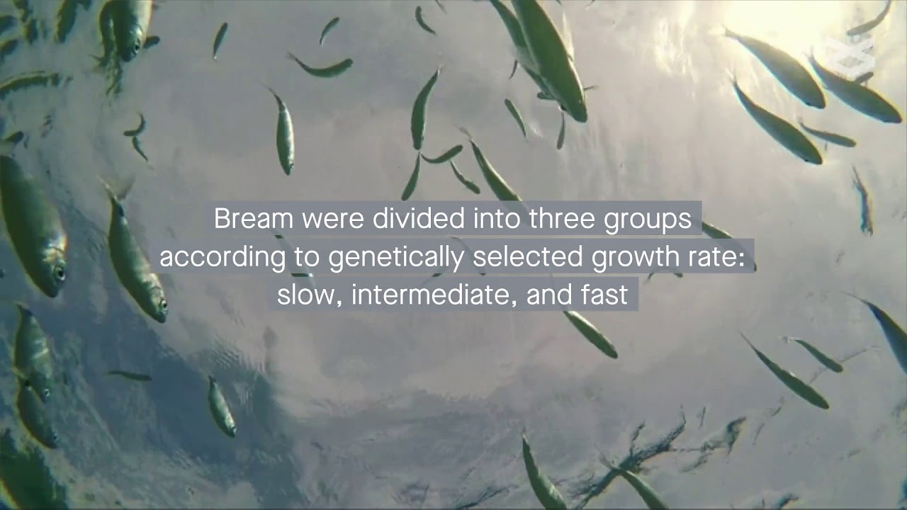 Genetics shape microbial makeup in gilthead sea bream
