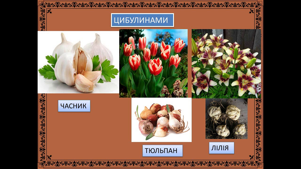 РОЗМНОЖЕННЯ РОСЛИН