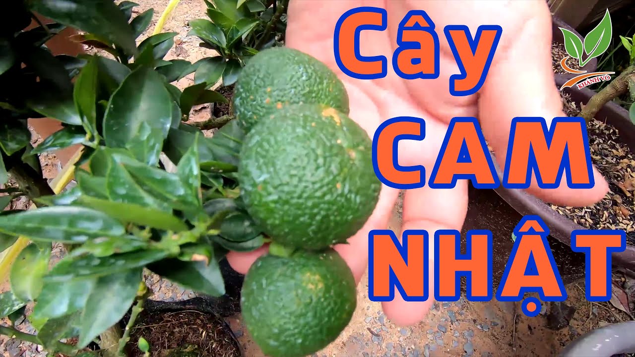 Cây Cam Nhật lá nhỏ, hoa trái quanh năm. Giá từ 2tr500 | 096 234 7777