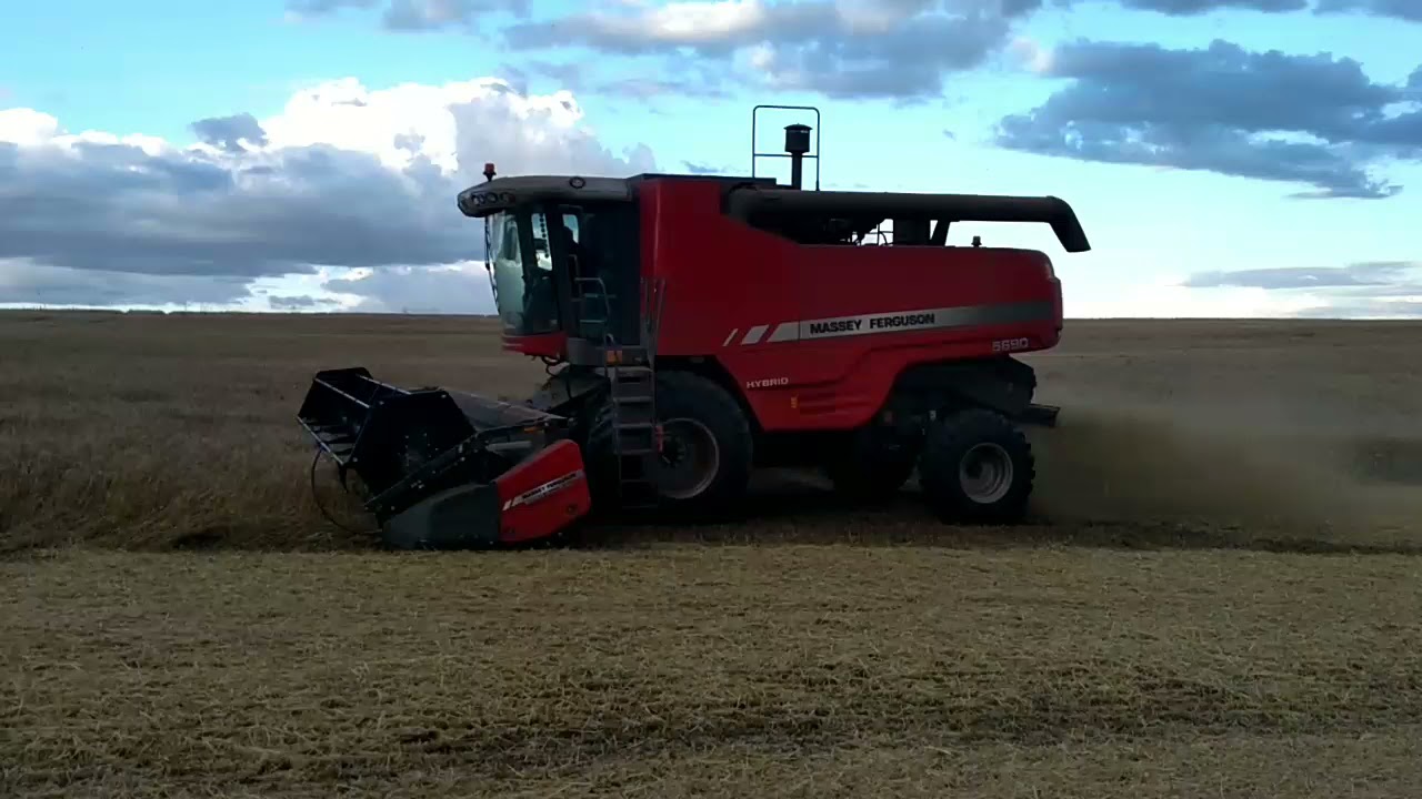 Colheita de trigo 2021 com MF 5690 hybrid