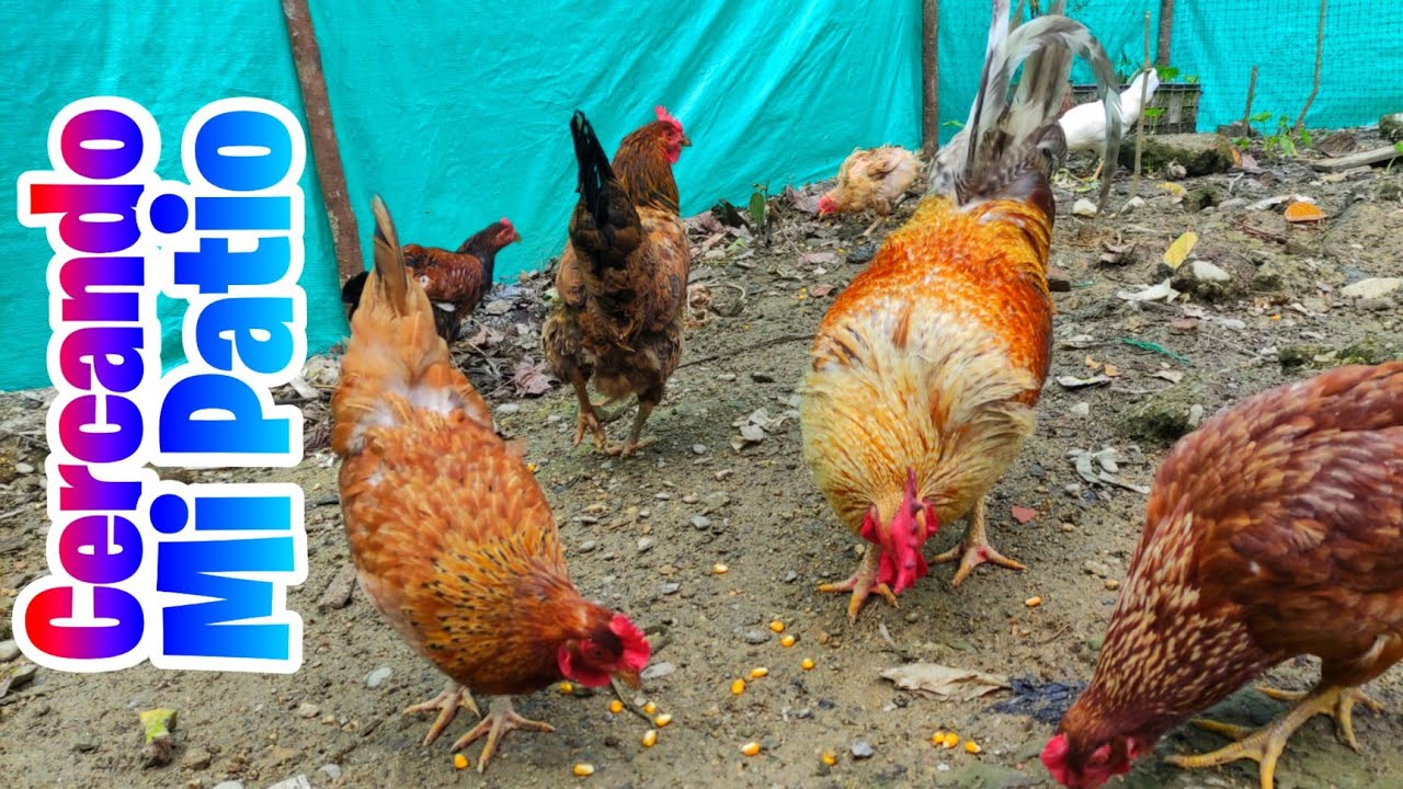 Encerrando mi Patio para Proteger a las Gallinas 🐓🐔 - Cercando mi Patio