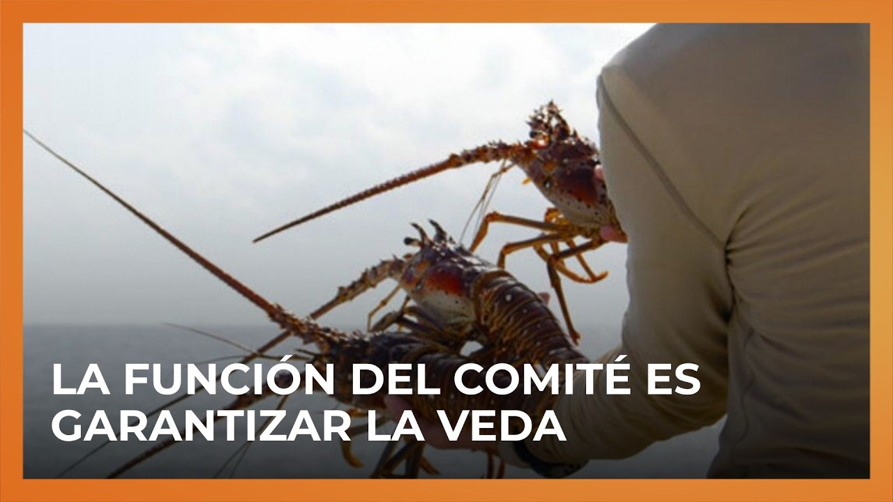 Conforman comité de veda de langosta del Caribe