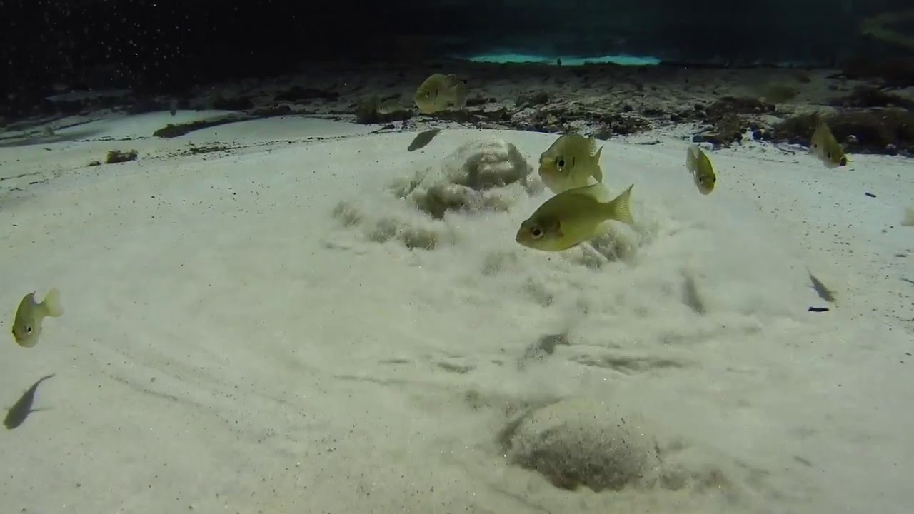 Crystal Blue Underwater Palace - Magical Florida ~ Relaxing