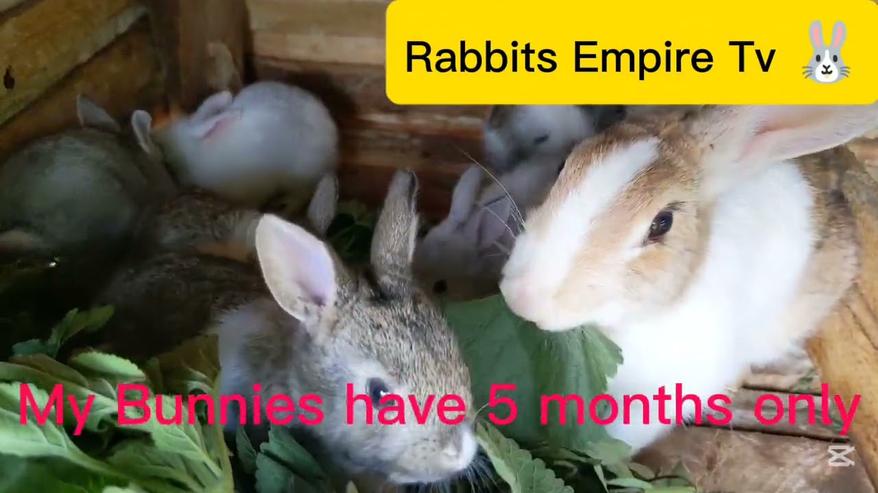 5 months and 1 month Bunnies 🐇🐇 in my farm 