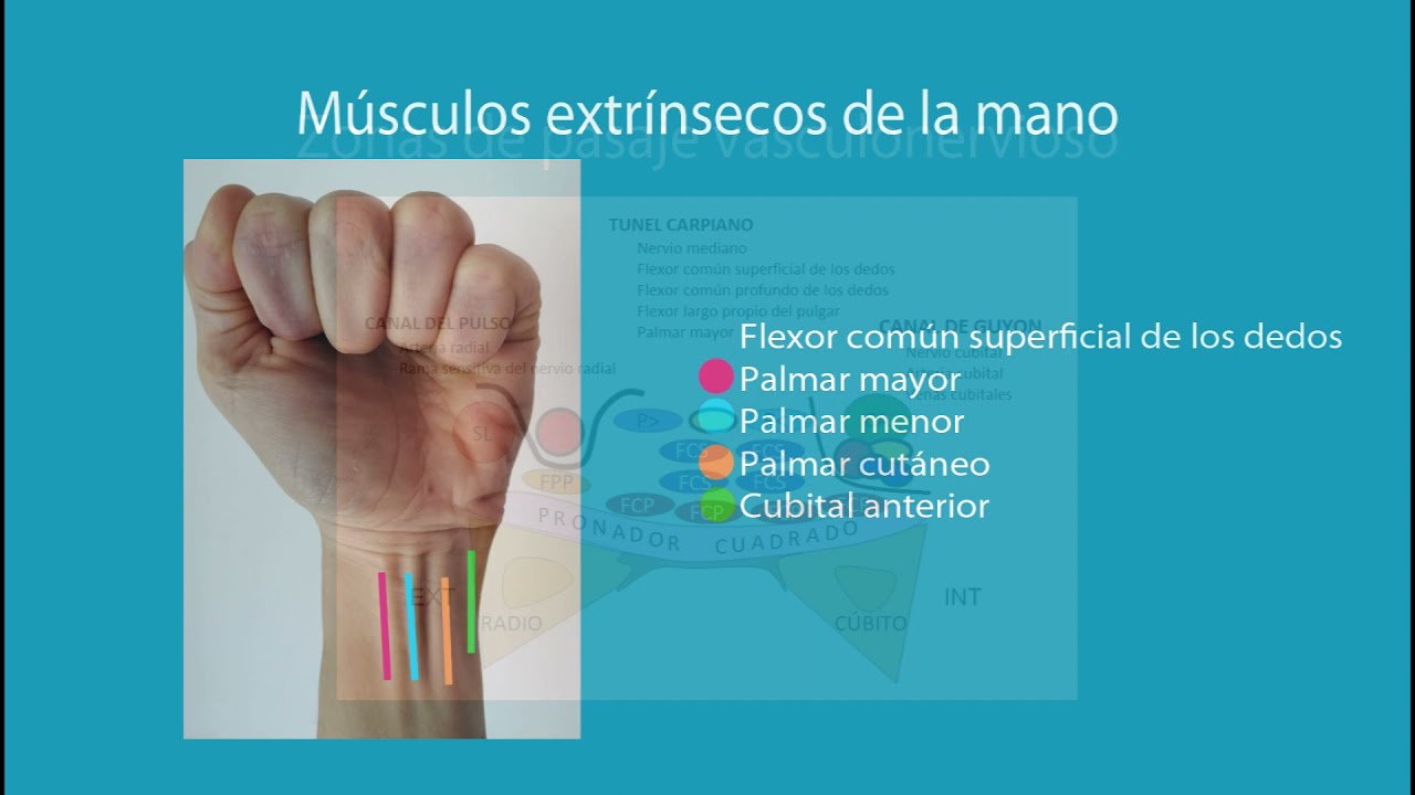 Anatomía palpatoria: mano