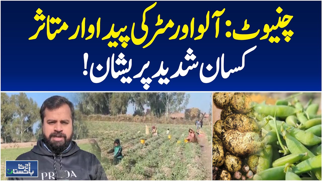 Climate Change Impact | Chiniot Farmers | Potato & Pea Crops Affected - Aaj Pakistan News