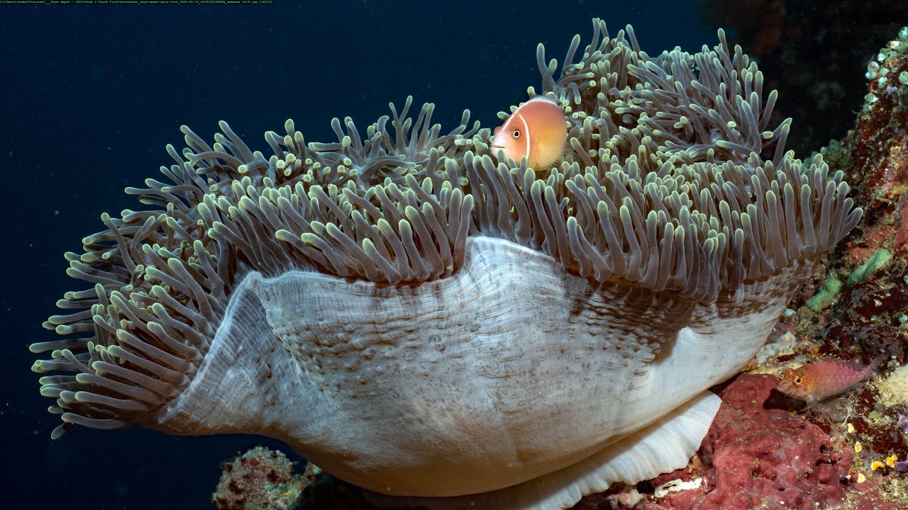 SCUBA Diving Raja Ampat (4K)